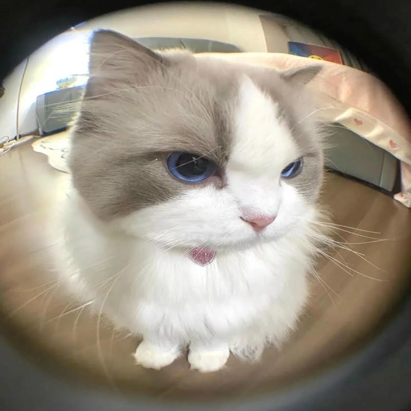 Săn tải ảnh mèo cute vô tri
