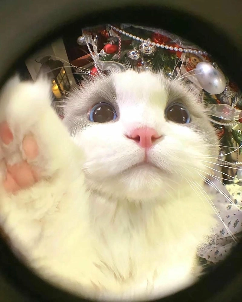 Cùng ngắm hình ảnh con mèo vô tri cute