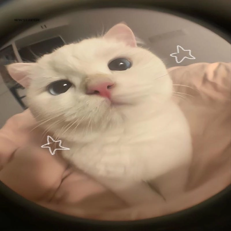 Đắm mình trong hình ảnh mèo cute vô tri