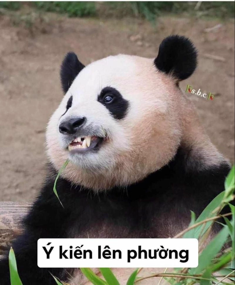 Cùng tìm hiểu lý do được “giang cư mận” yêu thích đến vậy