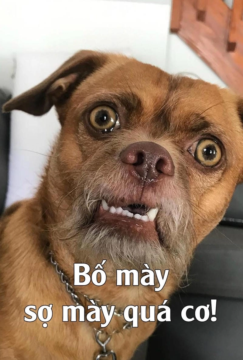 Tìm hiểu khái niệm hình meme là gì