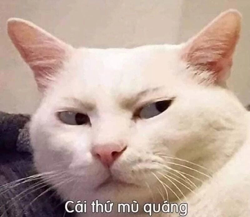 Tìm kiếm hình meme bựa