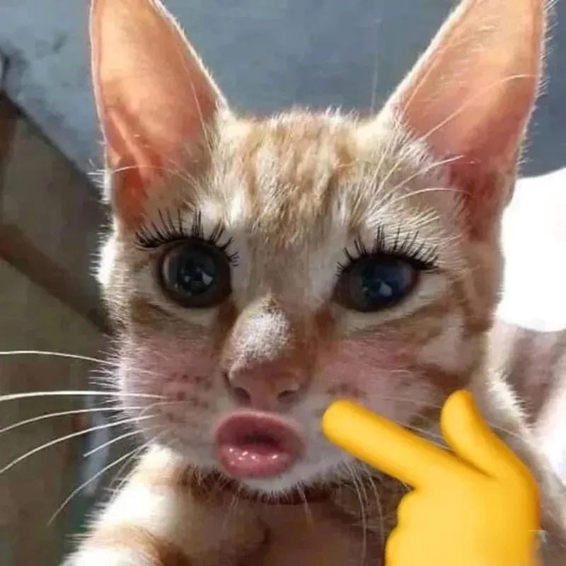 Săn những ảnh mới nhất của hình meme mèo
