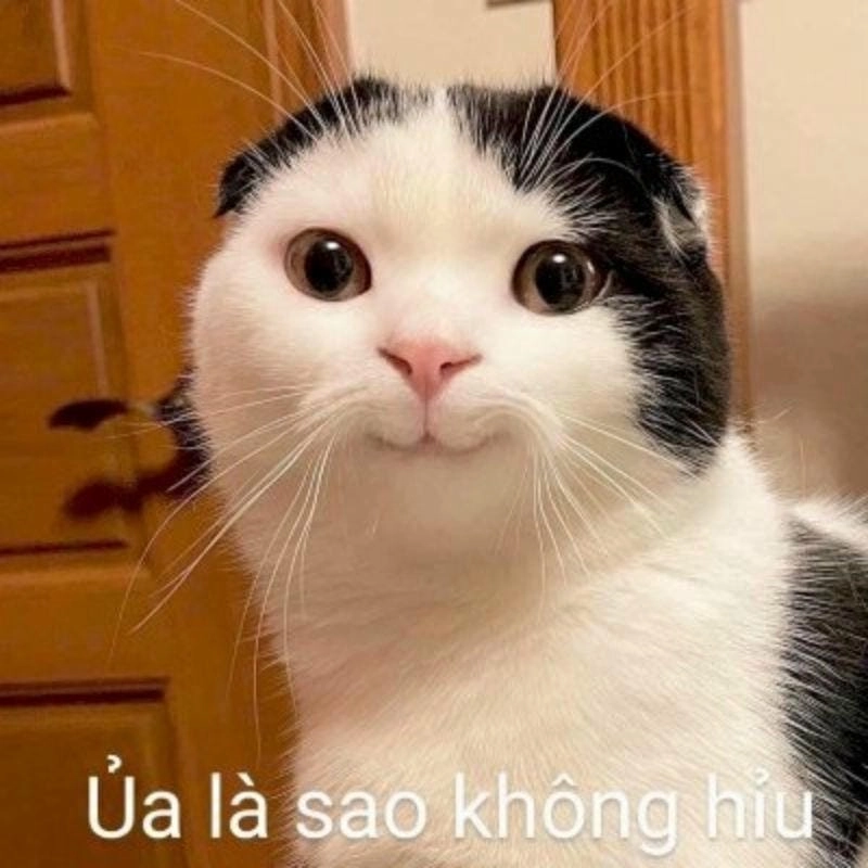 Những khoảnh khắc hình meme há miệng