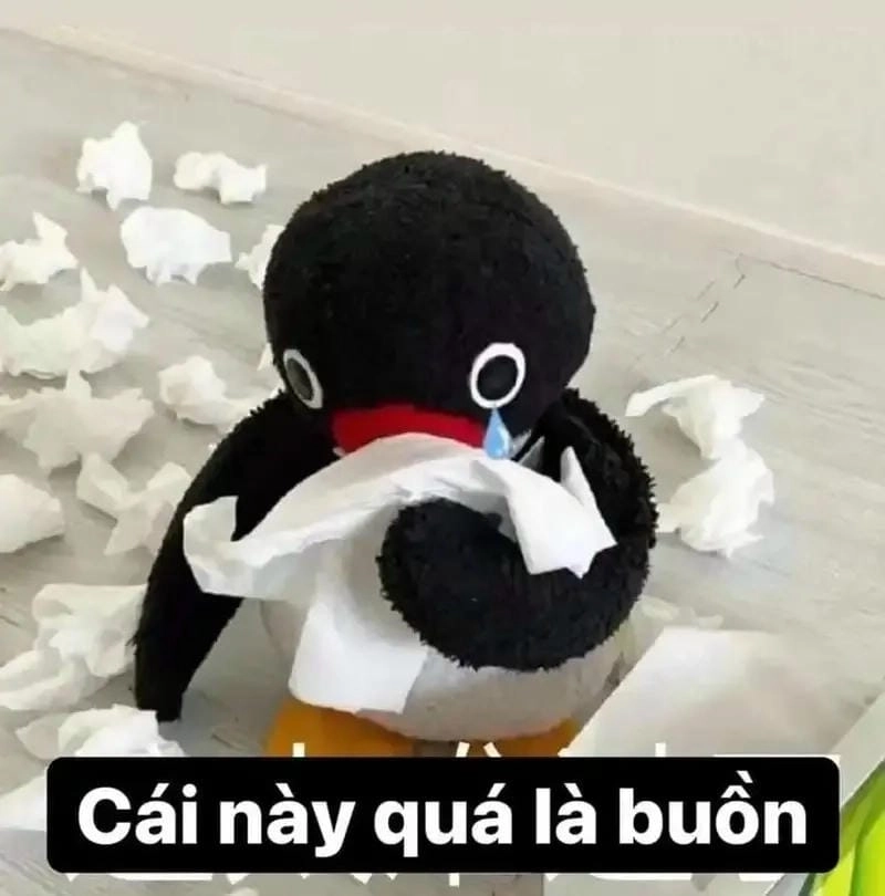 Những khoảnh khắc khóc meme mèo cute