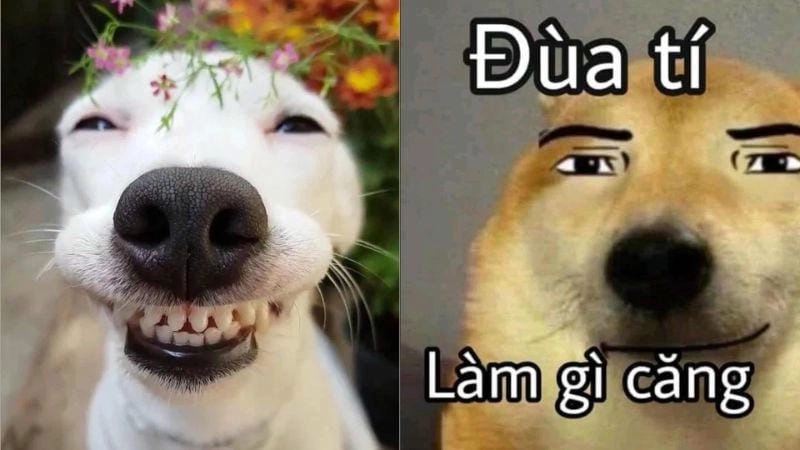 Tìm hiểu khái niệm meme bựa là gì