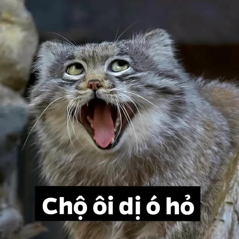 Cùng tìm hiểu lý do được “giang cư mận” yêu thích đến vậy