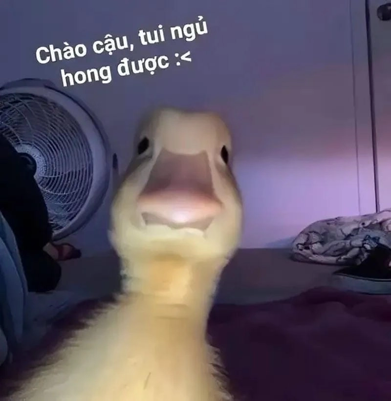 Cùng nhau xem meme chào buổi tối