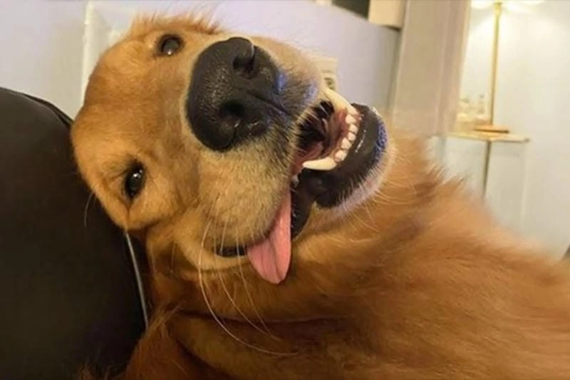 Tổng hợp hình ảnh meme chó bựa