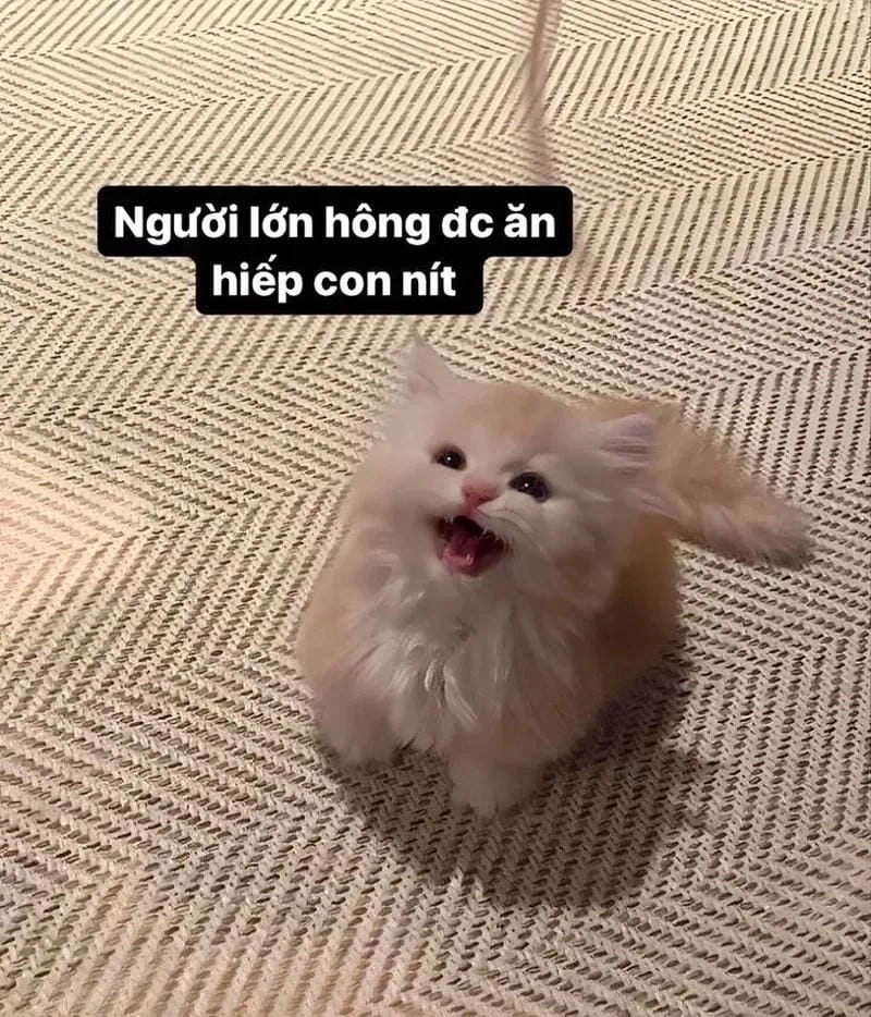 Cười sảng với meme cười bất lực