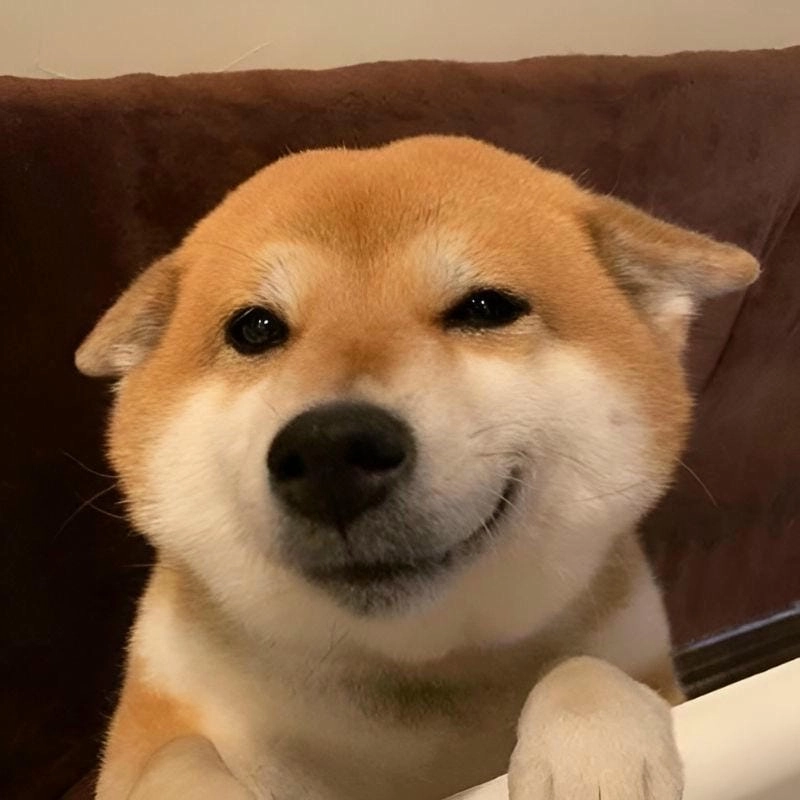 Đắm mình trong thế giới meme cười đểu