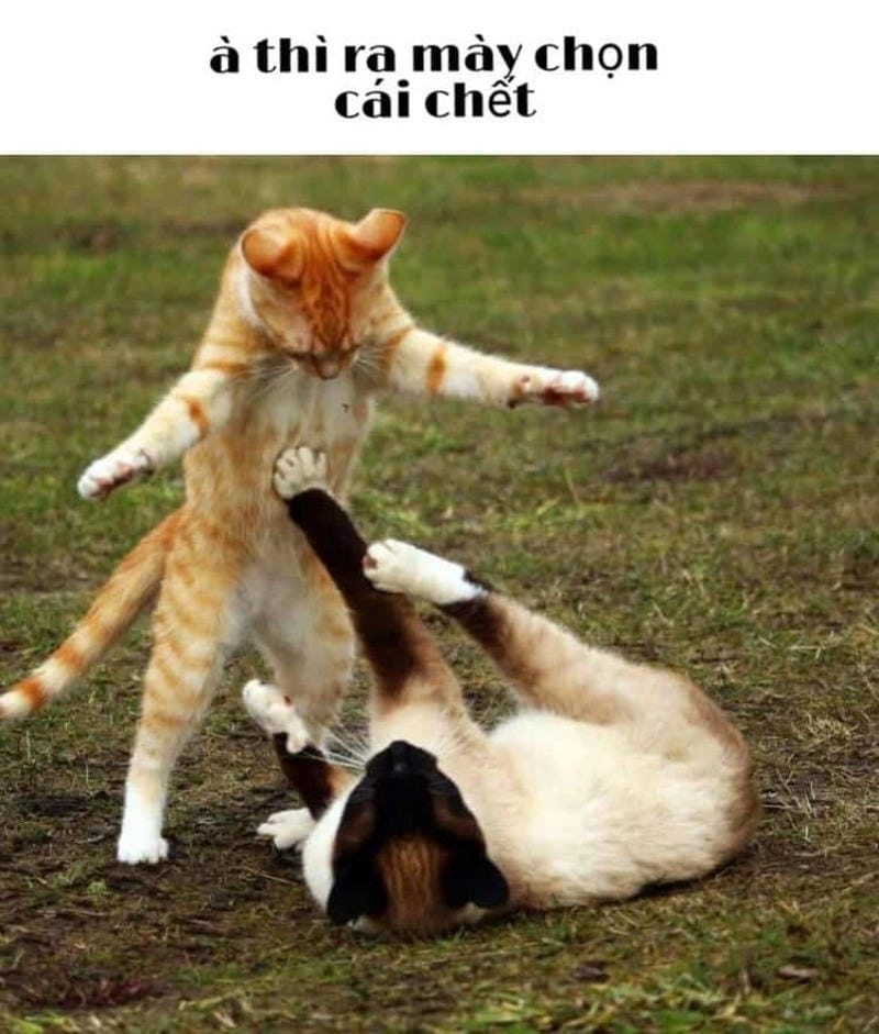 Chiêm ngưỡng vẻ đẹp meme đánh nhau