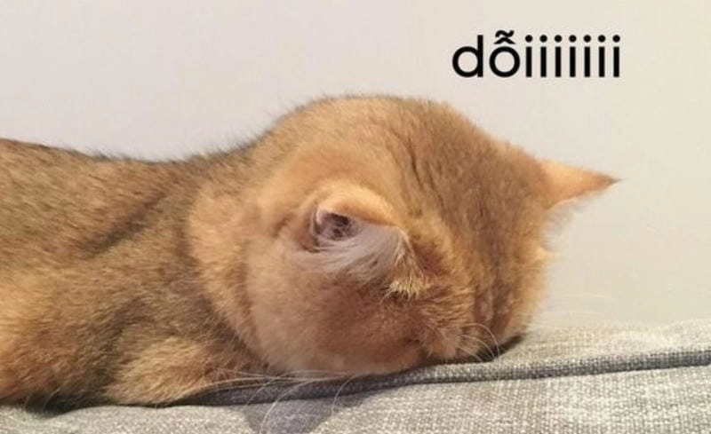 Gợi ý phong cách meme loopy dỗi