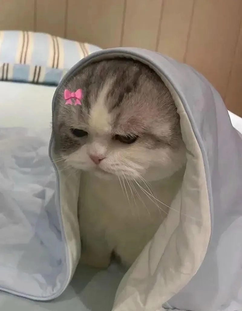 Săn những ảnh mới nhất của meme pam dỗi
