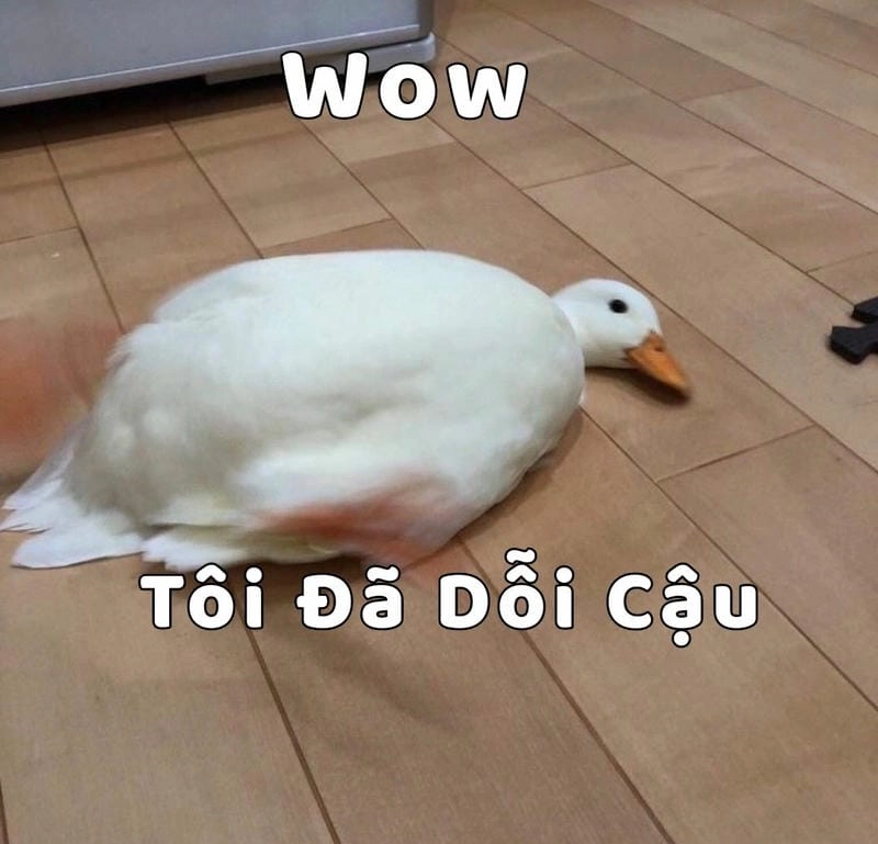 Cùng ngắm meme dỗi hài
