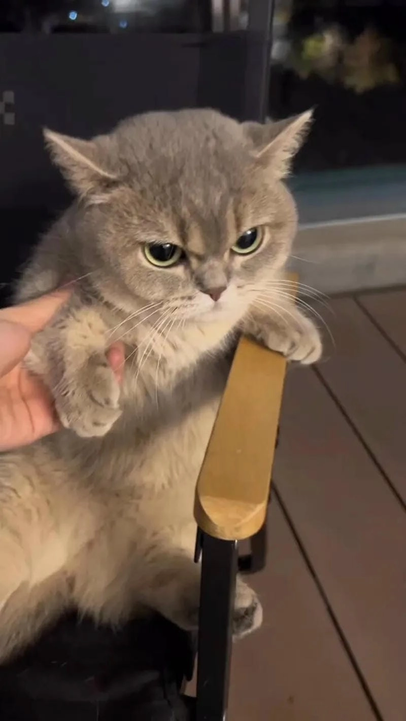 Cùng ngắm meme giận buồn cười