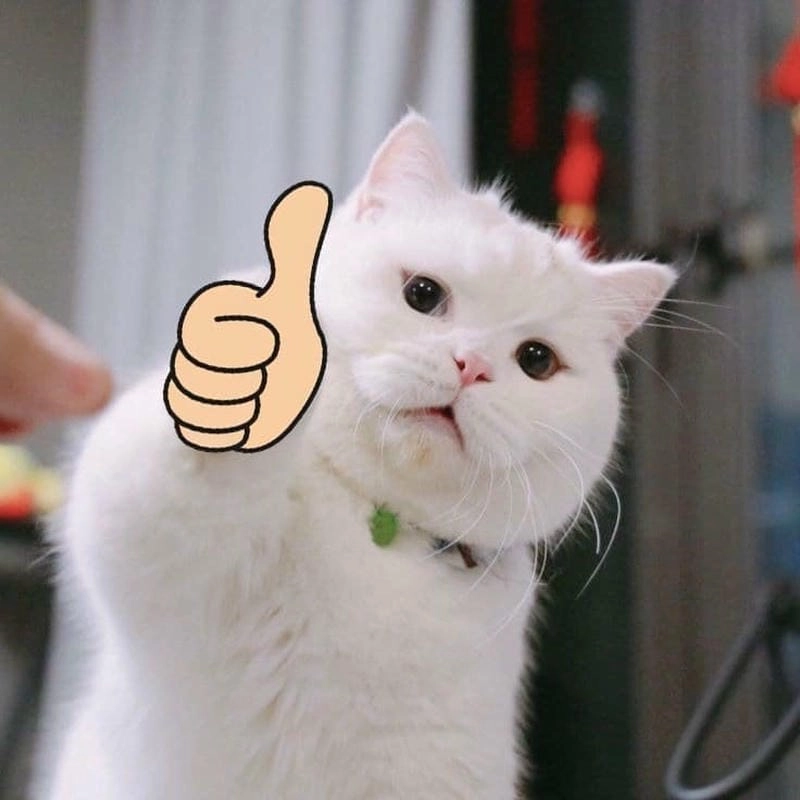 Những khoảnh khắc meme like don't like