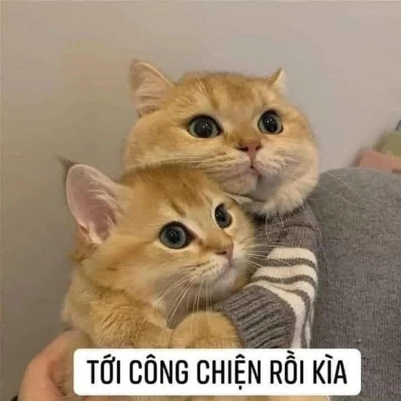 Gợi ý phong cách meme ôm chân