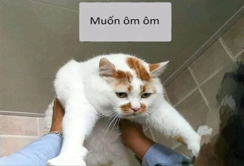 Săn những ảnh mới nhất của meme dang tay ôm
