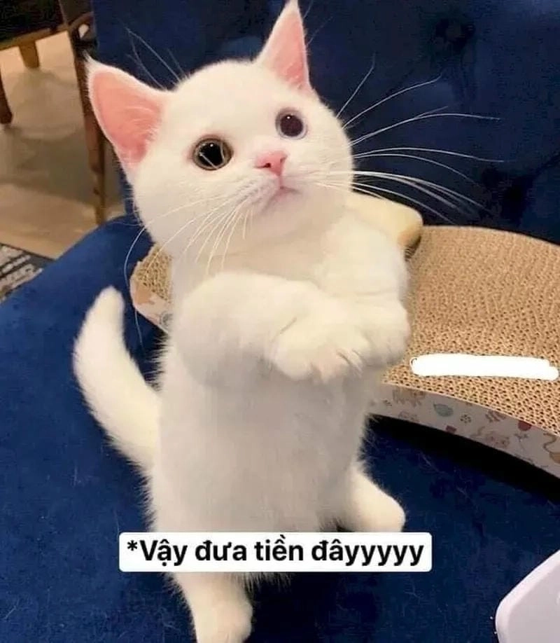 Cùng nhau xem meme tiền chế vui