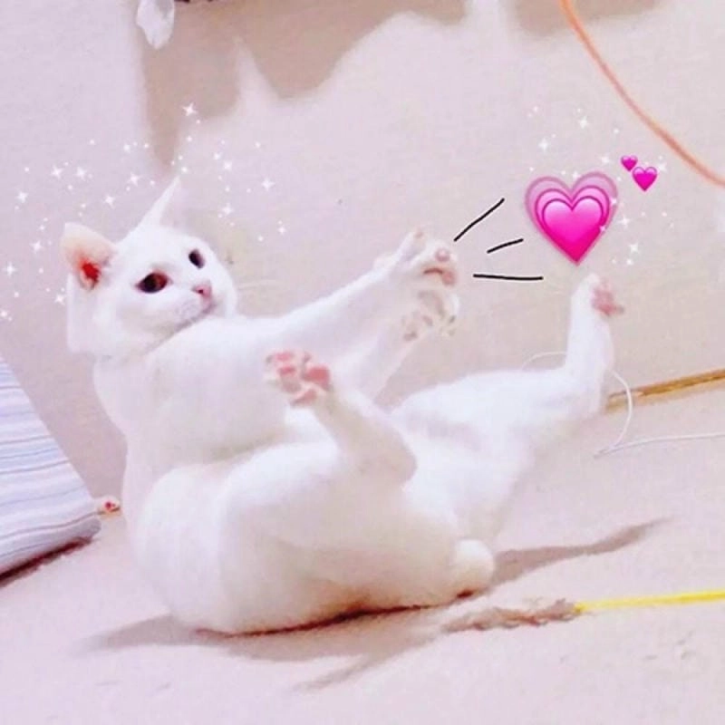 Đắm mình trong thế giới meme tình yêu vũ trụ