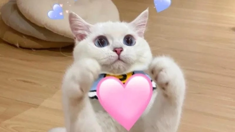 Cùng ngắm meme tặng trái tim