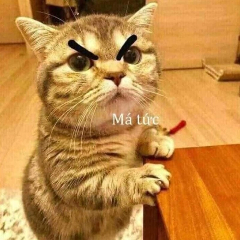 Gợi ý phong cách meme mèo Tom tức giận