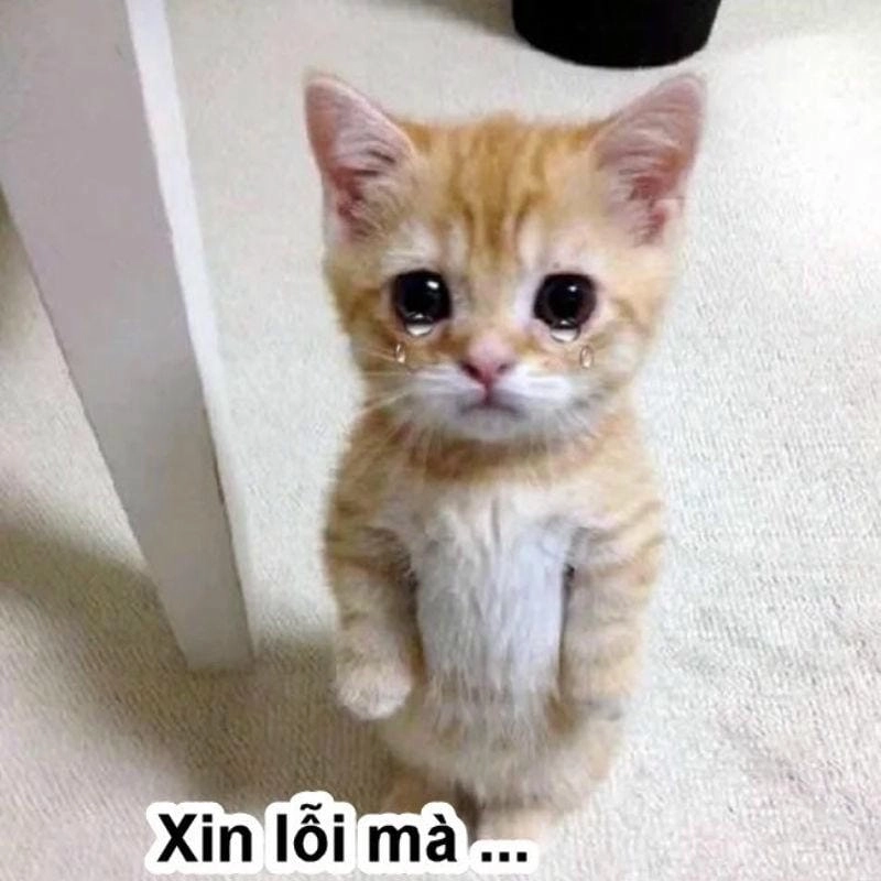 Cười sảng với những khoảnh khắc xin lỗi meme hài hước