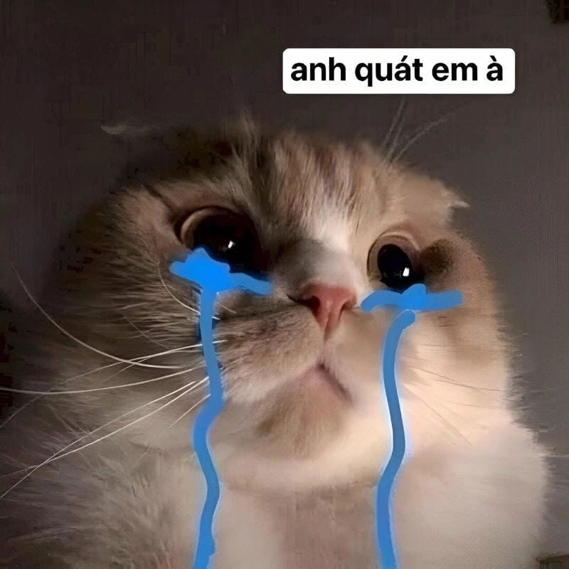 Gợi ý phong cách xin lỗi meme ngầu