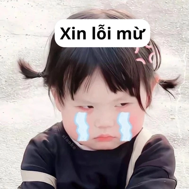 Cùng ngắm xin lỗi meme buồn cười