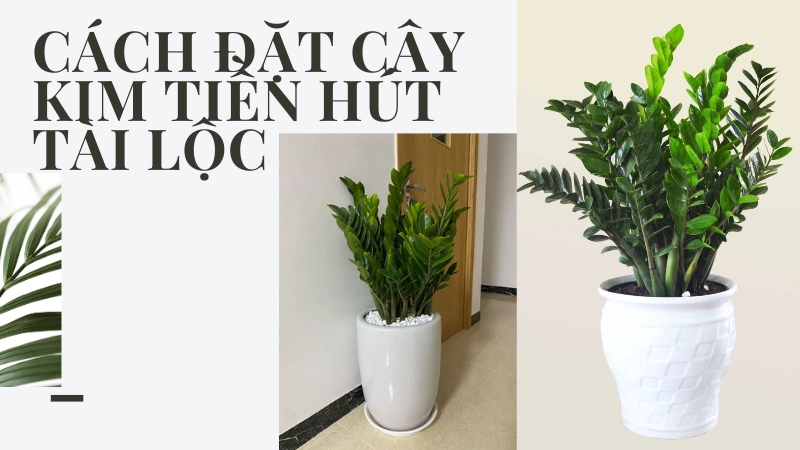 Chậu cây kim tiền đặt tại phòng khách mang lại vượng khí