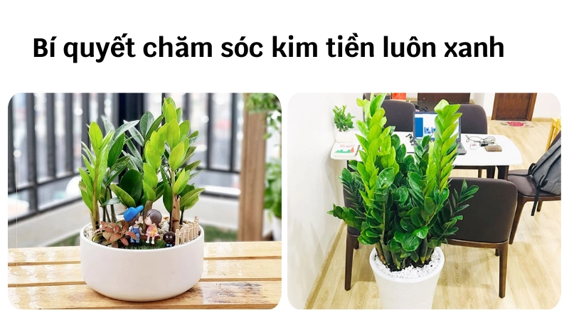 Lá cây kim tiền xanh mướt nhờ được chăm sóc đúng kỹ thuật