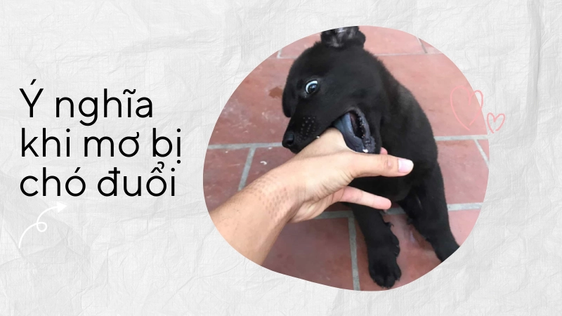  Giấc mơ bị chó đen đuổi cắn trong đêm