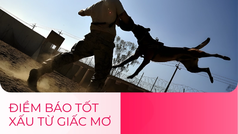 Tổng hợp các điềm báo tốt xấu liên quan đến giấc mơ bị chó cắn